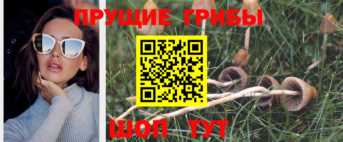 Тара  Псилоцибиновые грибы Cubensis  Вход с VPN 
